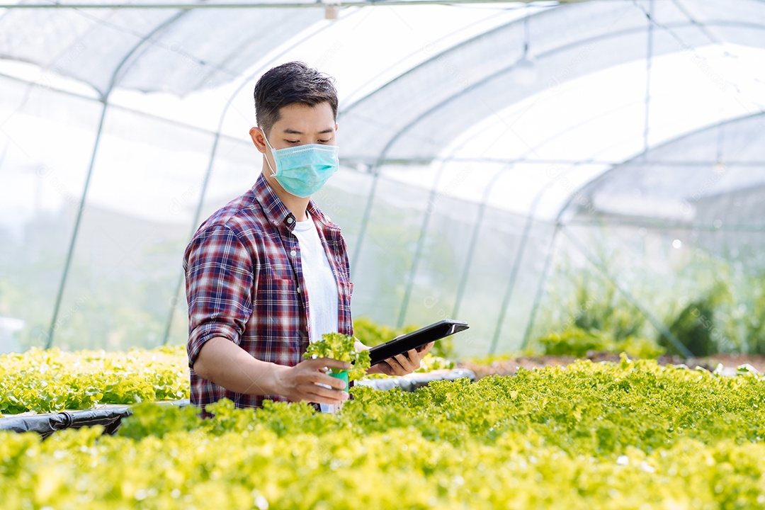Homem asiático colhendo alfaces em horta orgânica