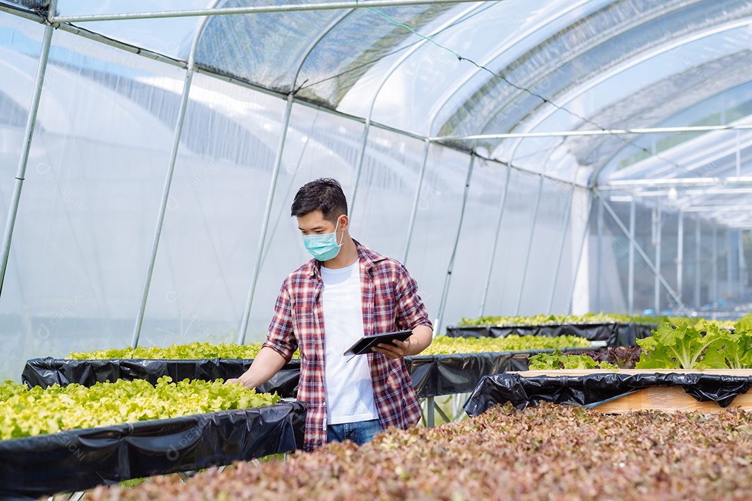 Homem asiático colhendo alfaces em horta orgânica