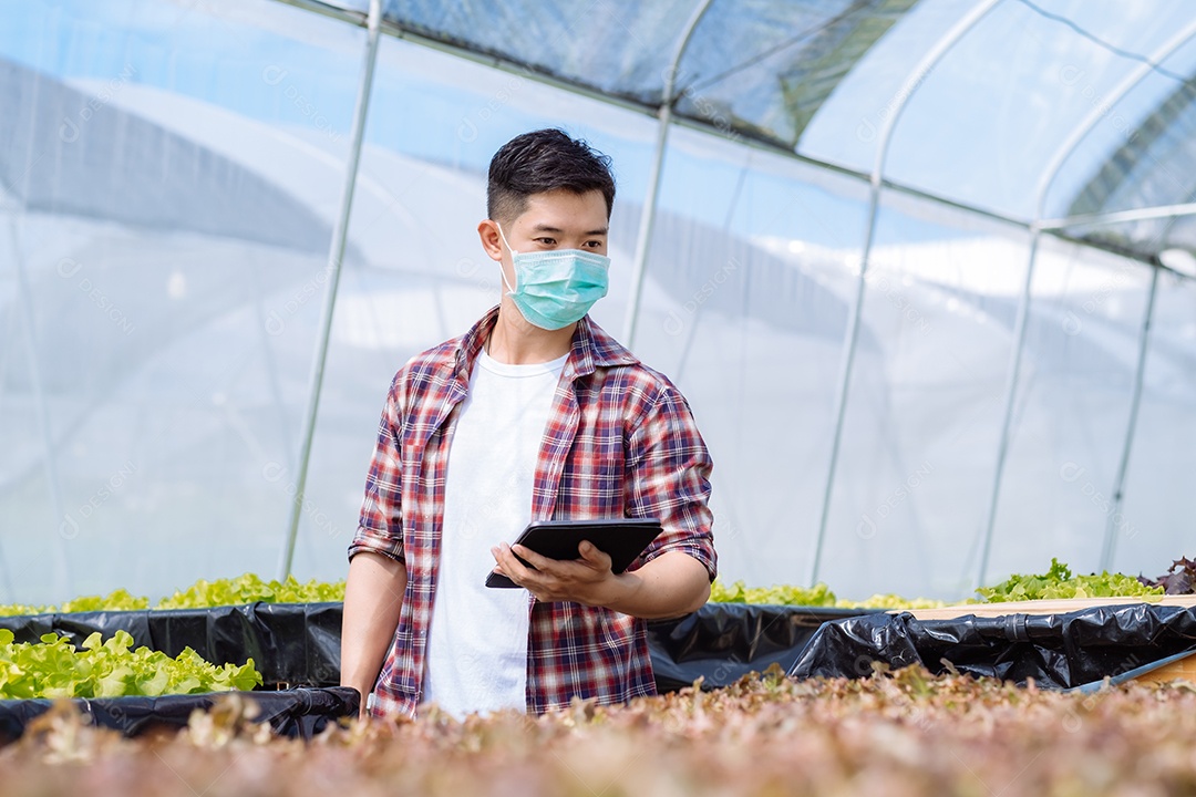 Homem asiático colhendo alfaces em horta orgânica