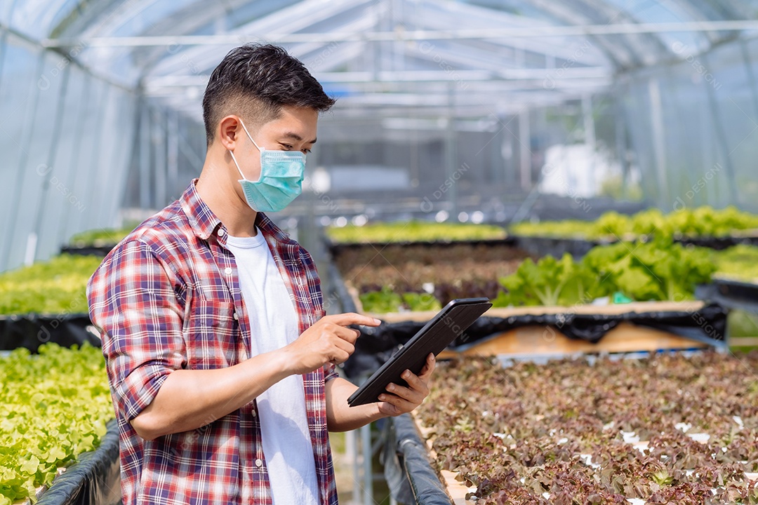 Homem asiático colhendo alfaces em horta orgânica