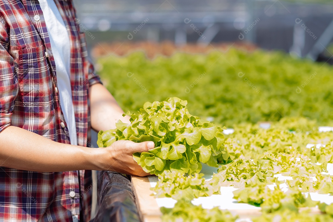 Homem asiático colhendo alfaces em horta orgânica