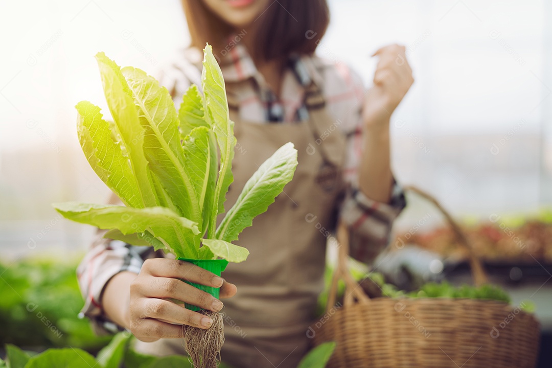 A mão da agricultora coleta vegetais hidropônicos e orgânicos