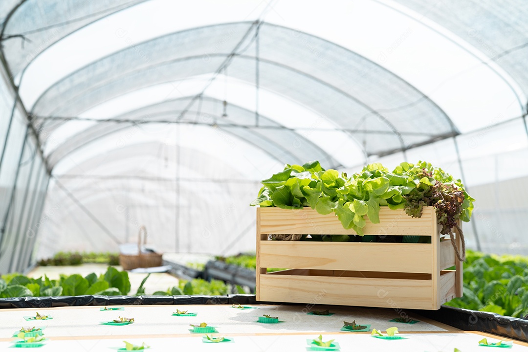 Colete vegetais orgânicos e hidropônicos em caixas madeira