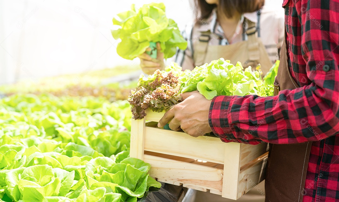 Colete vegetais orgânicos e hidropônicos em caixas madeira
