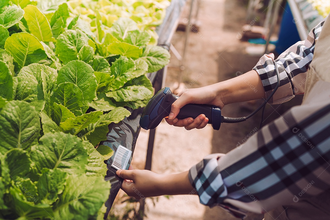 Scanner de código de barras de mulher verificando estoque de vegetais hidropônicos em estufa de mercado