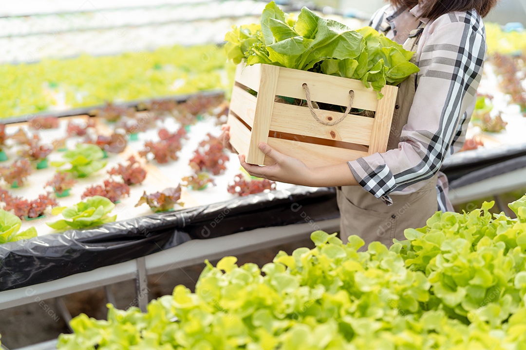 Mulher agricultora coleta vegetais hidropônicos e orgânicos