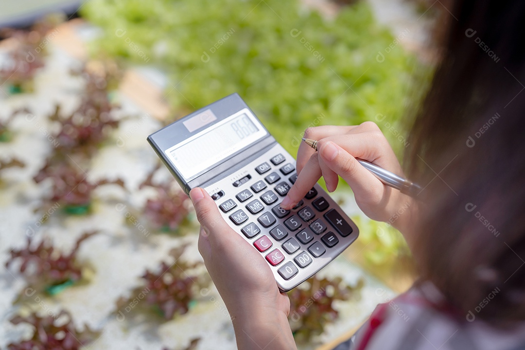 Mulher agricultora usa calculadora verificando estoque e preço de vegetais hidropônicos em estufa de mercado