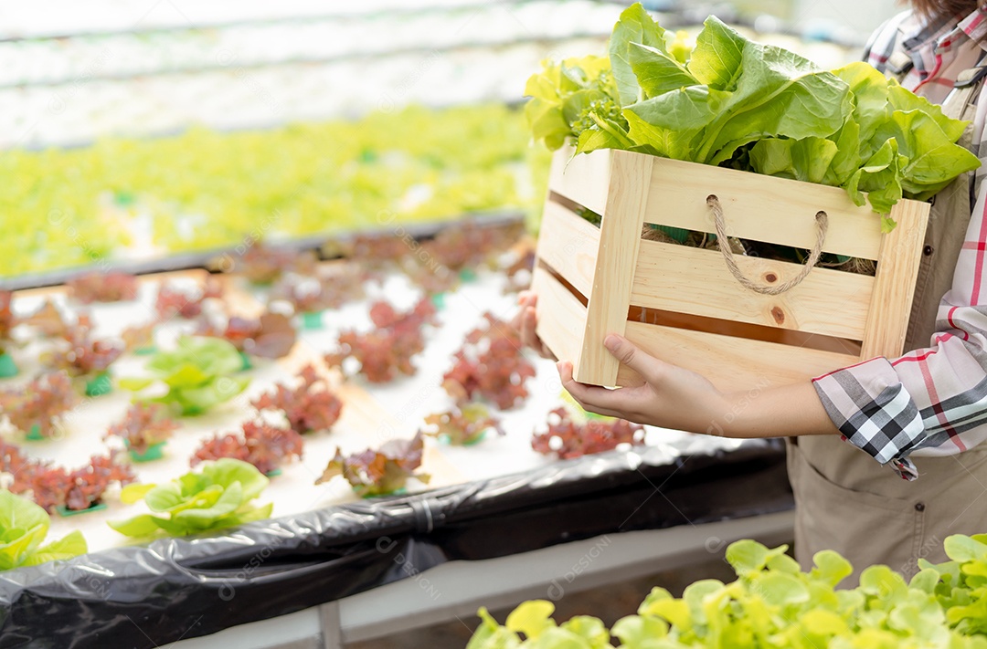 Mulher agricultora coleta vegetais hidropônicos e orgânicos