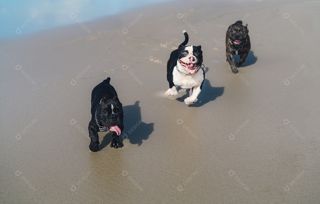 Filhotes de cachorro fofo Pit bull brincando e caminhando na praia