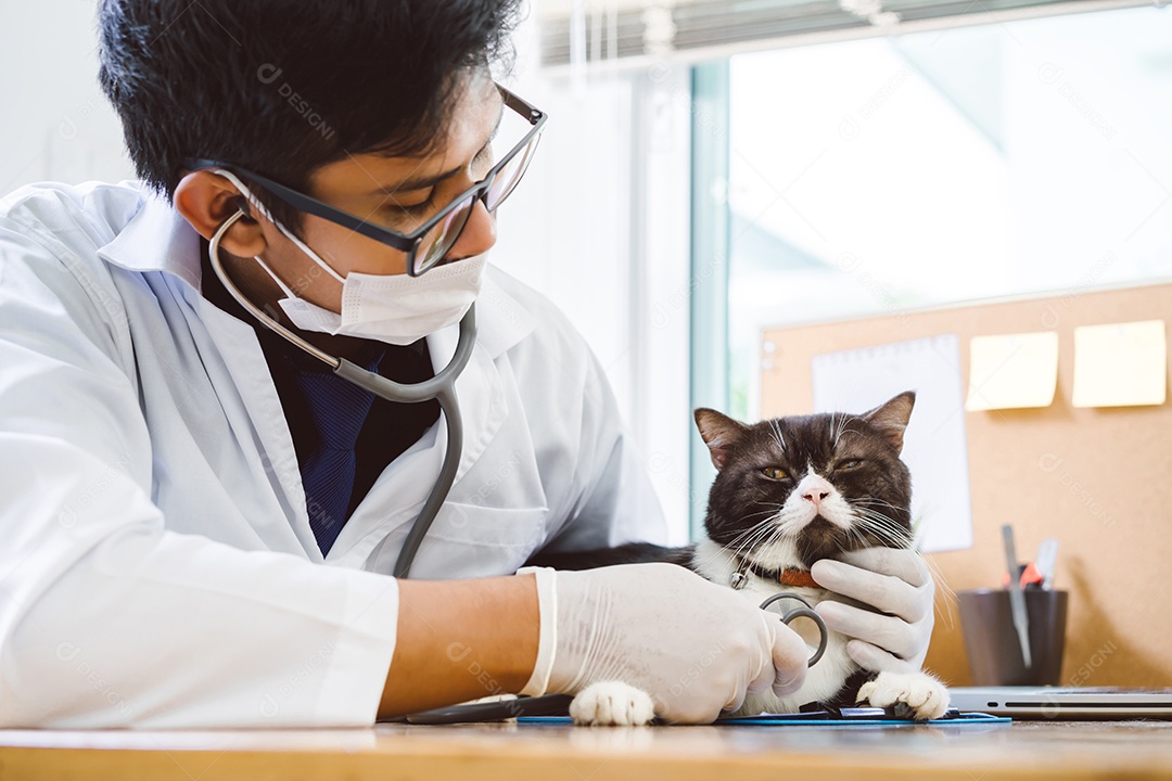 O médico veterinário verifica o filhote de gato no exame da clínica veterinária