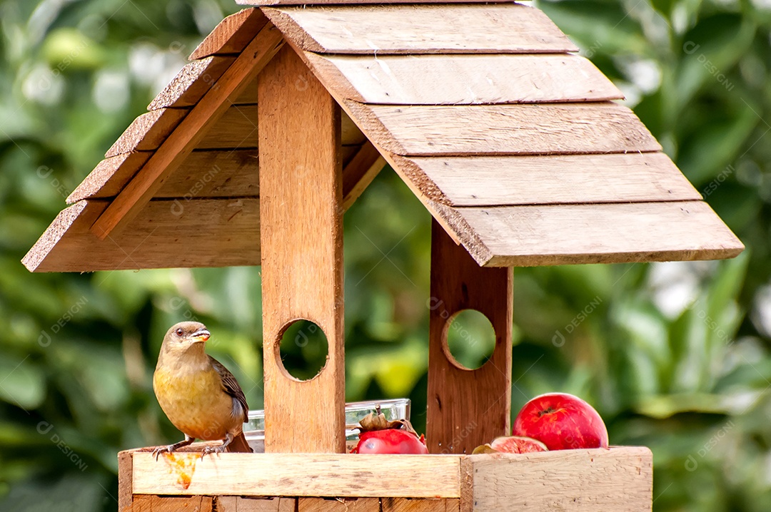 Lindo pássaro Tanager azul e amarelo na horta no Brasil (Rauenia bonariensis), pássaro no alimentador de jardim