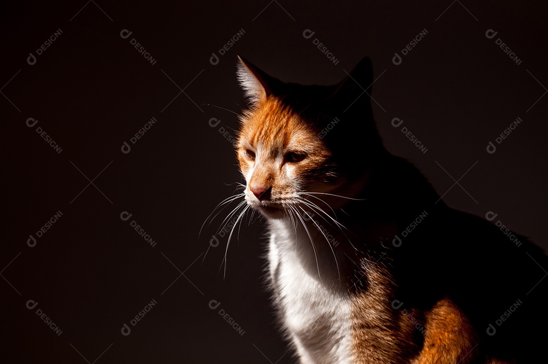 Lindo gato amarelo sobre fundo preto, luz da janela