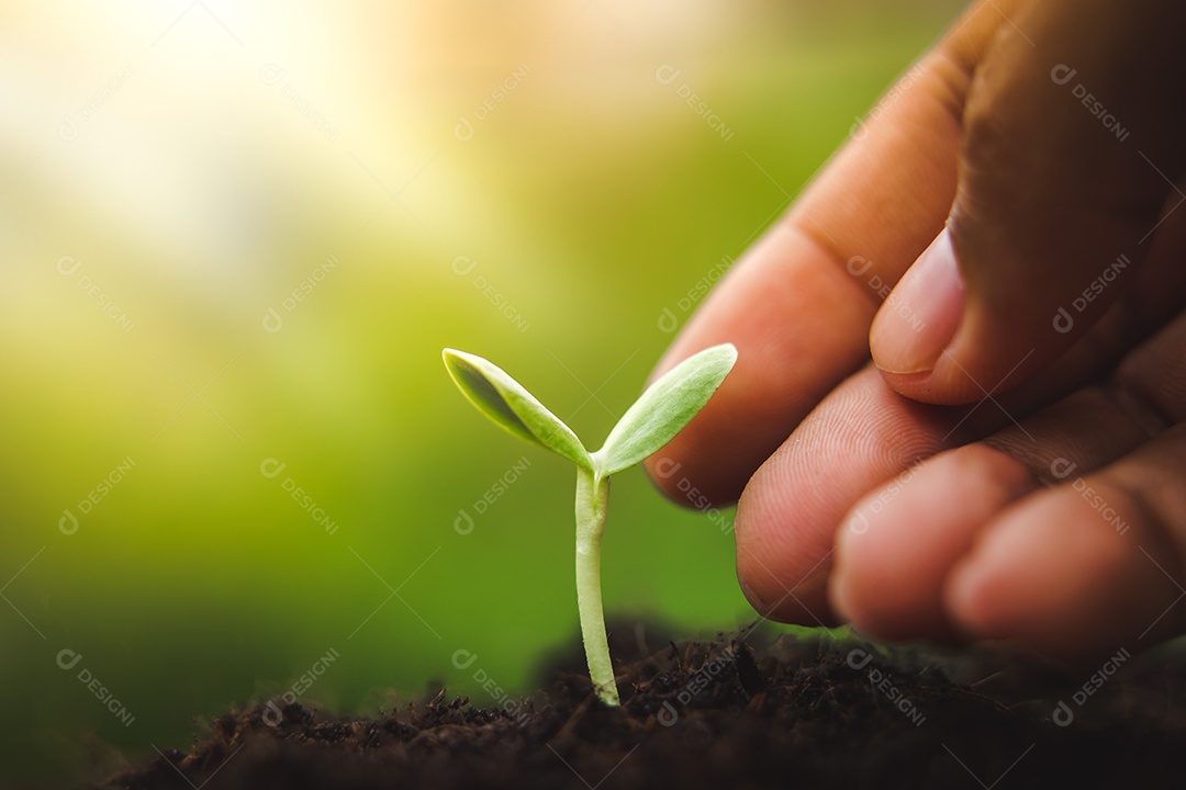 As plantas jovens começam o pequeno crescimento na ecologia do solo