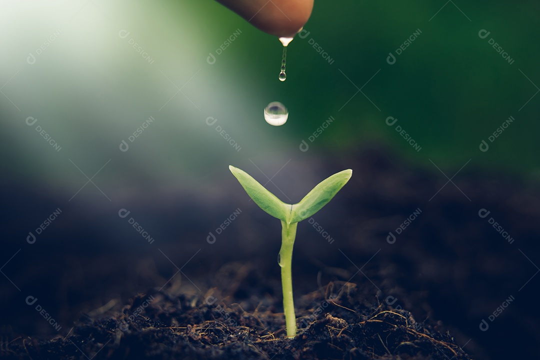 As plantas jovens começam o pequeno crescimento na ecologia do solo
