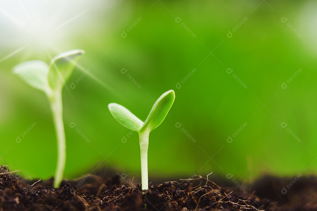 As plantas jovens começam o pequeno crescimento na ecologia do solo