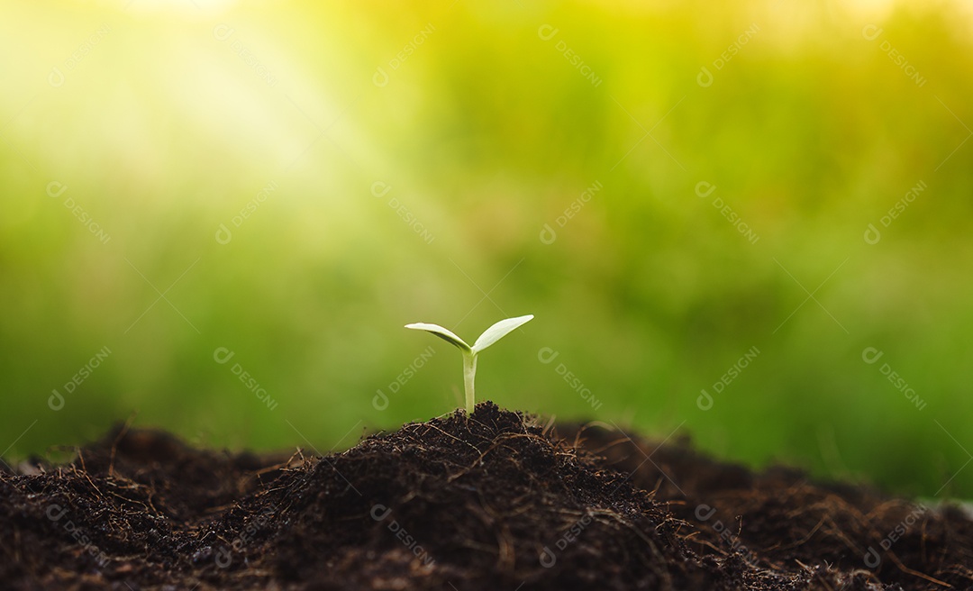 As plantas jovens começam o pequeno crescimento na ecologia do solo