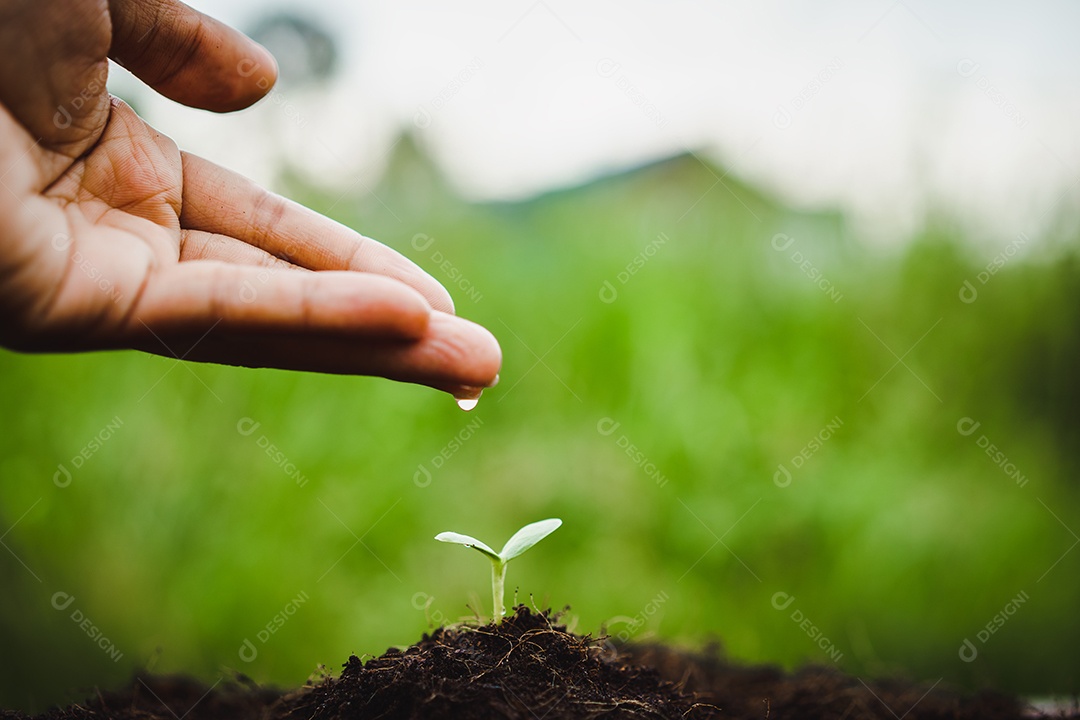 As plantas jovens começam o pequeno crescimento na ecologia do solo