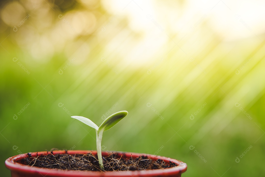 As plantas jovens começam o pequeno crescimento na ecologia do solo