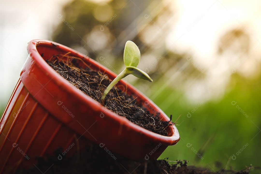 As plantas jovens começam o pequeno crescimento na ecologia do solo
