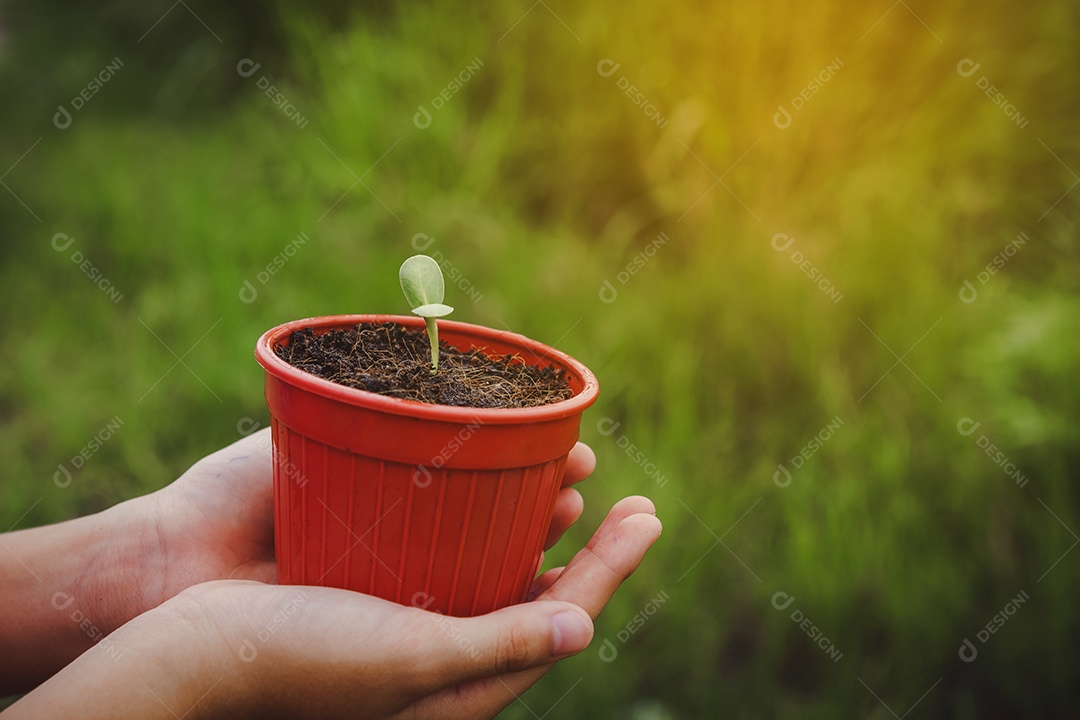 As plantas jovens começam o pequeno crescimento na ecologia do solo