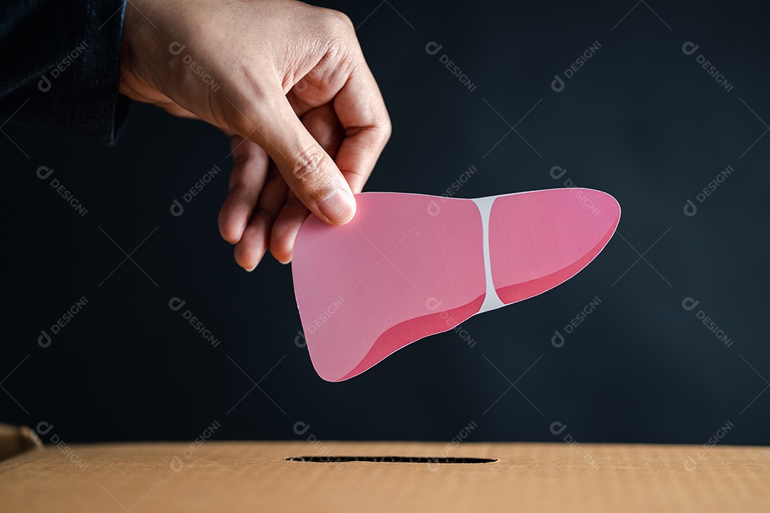 As mãos soltam o órgão do fígado para o conceito de caixa de doação