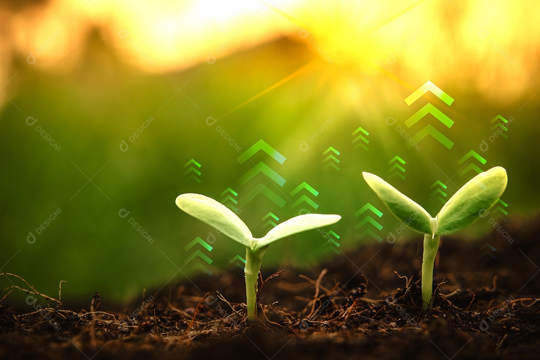 Plantas jovens aumentam ao nascer do sol com clarão.
