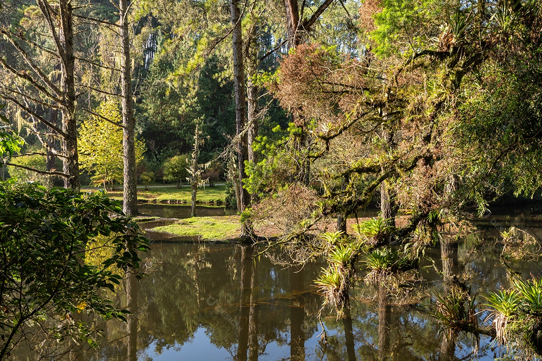 Árvores perto de um lago na floresta no Brasil
