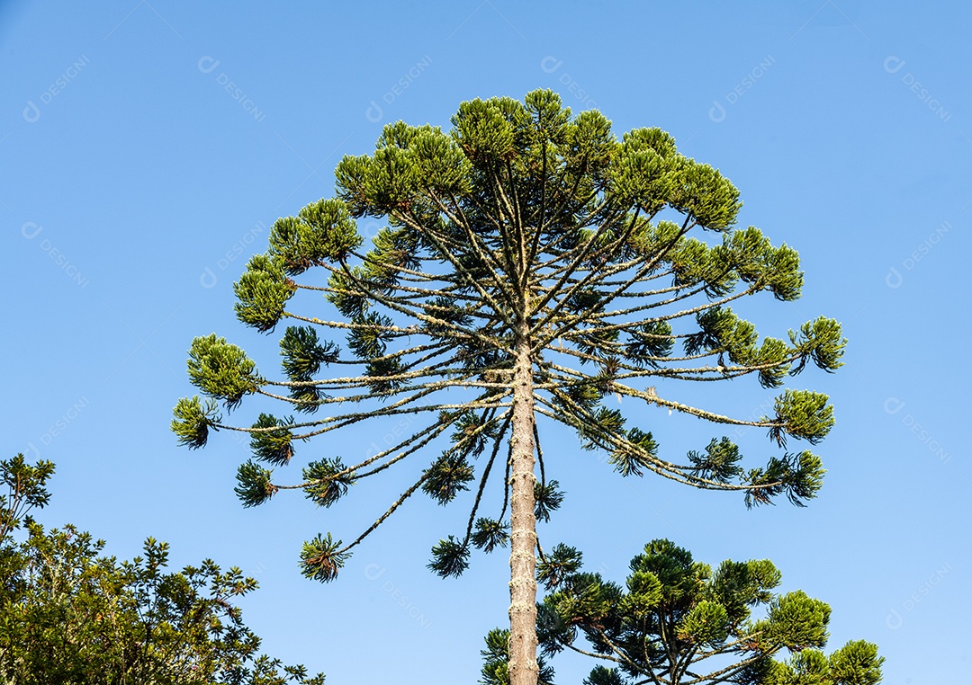 Árvore das araucárias na frente do céu azul