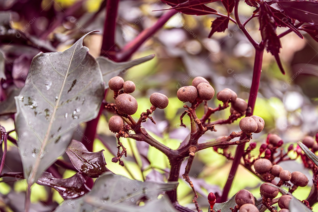 Magnoliopsidas (flor de magnólia), planta com fruto roxo em forma de esfera que se abre e se transforma em flor lilás. Vista frontal.