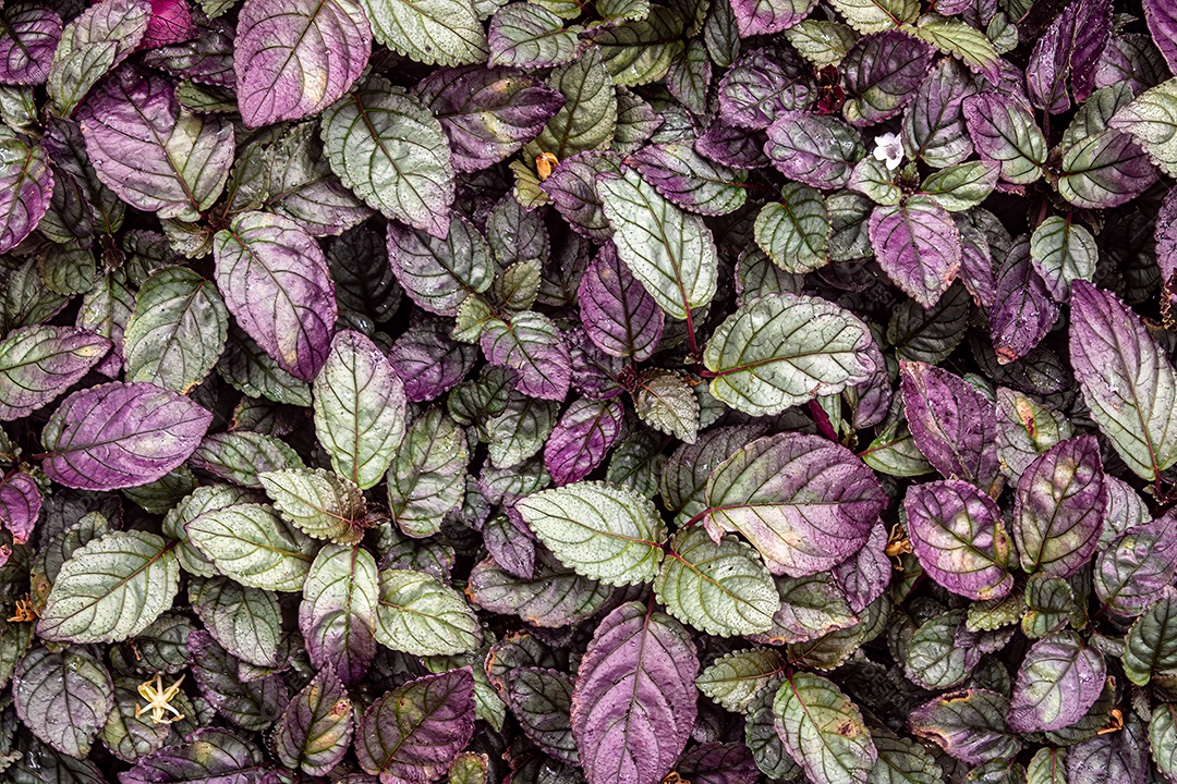 Plectranthus ciliatus é uma planta herbácea, pertencente à família Lamiaceae, nativa da África tropical. Folha de cor verde e roxa. Vista do topo.