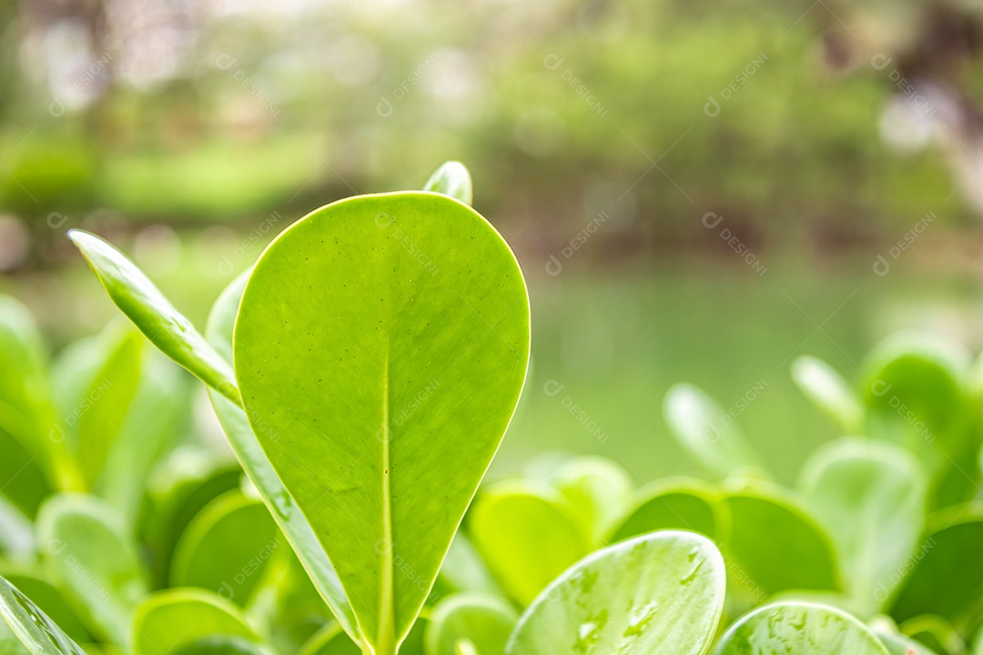 Clusia (Clusia rosea), árvore com uma folha muito característica, verde-clara, ovalada e comprida. Vista lateral.