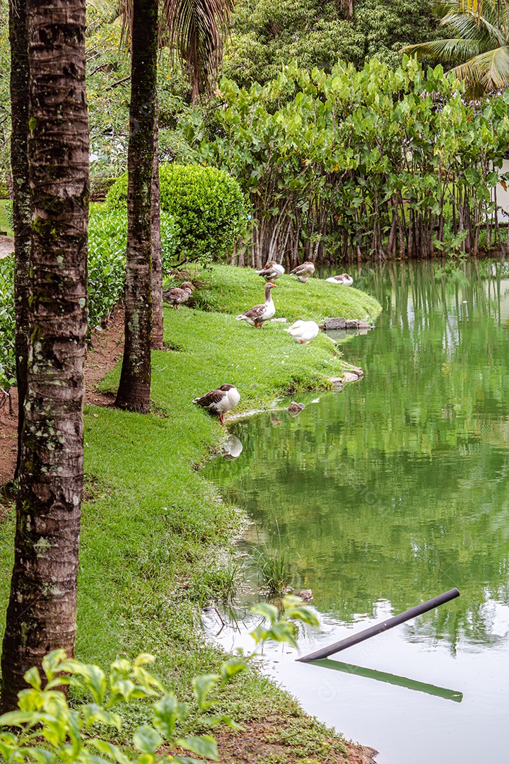 Ganso andando na água do lago com reflexo espelhado na água, visto entre duas bananeiras.