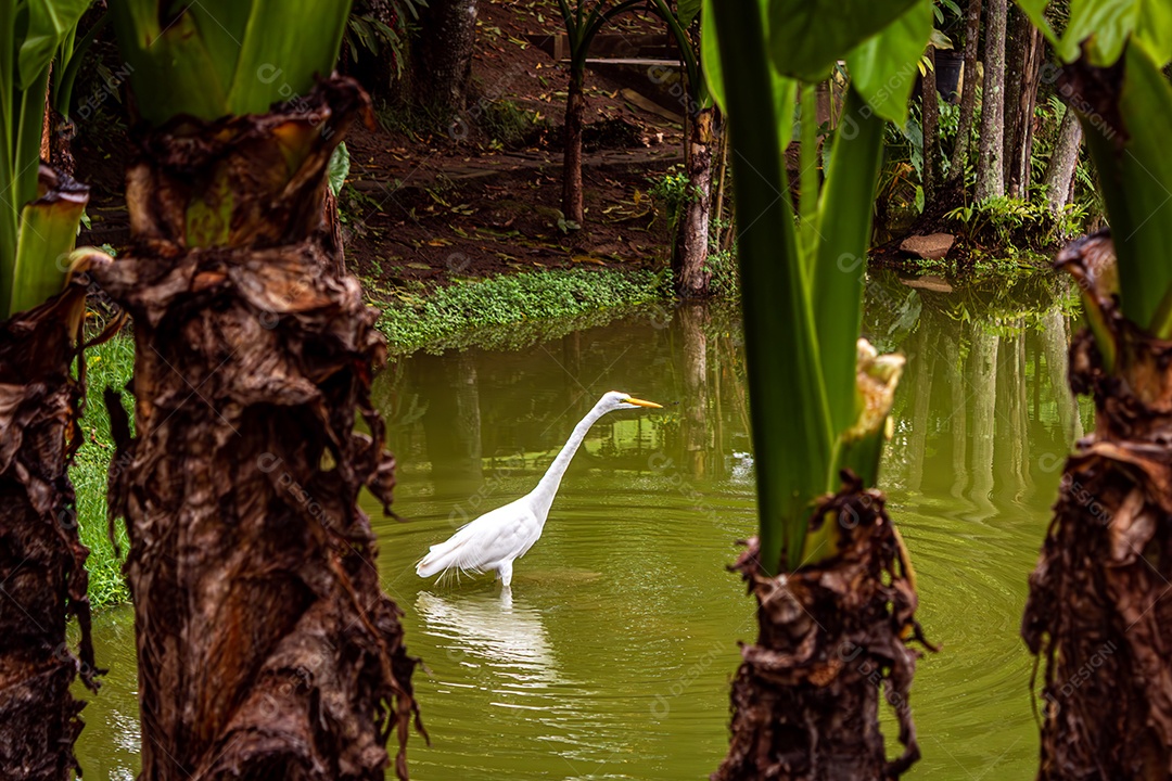 Ganso andando na água do lago com reflexo espelhado na água, visto entre duas bananeiras.