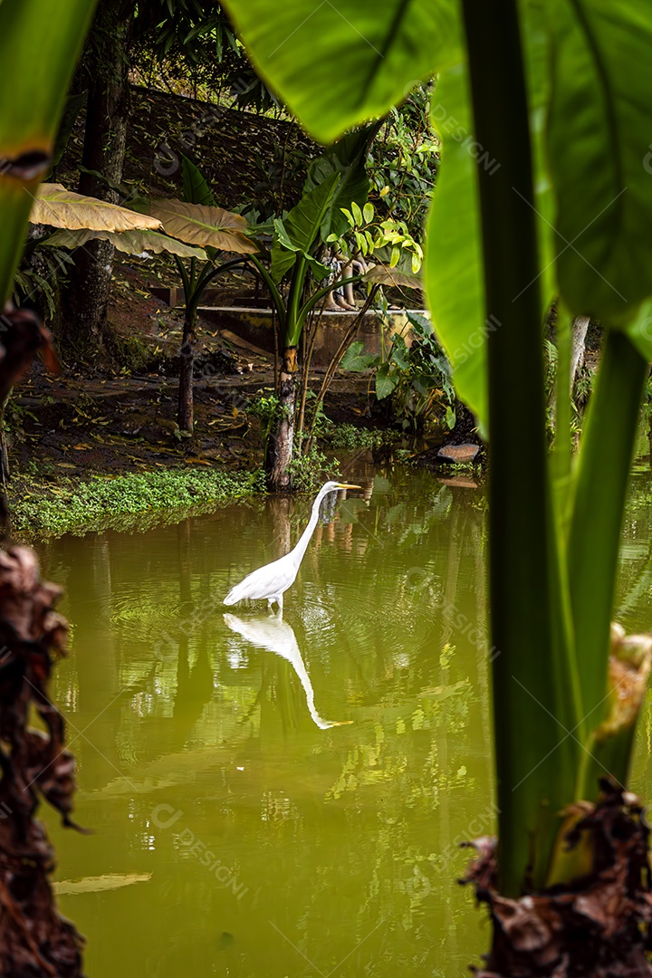 Ganso andando na água do lago com reflexo espelhado na água, visto entre duas bananeiras. Foto vertical.