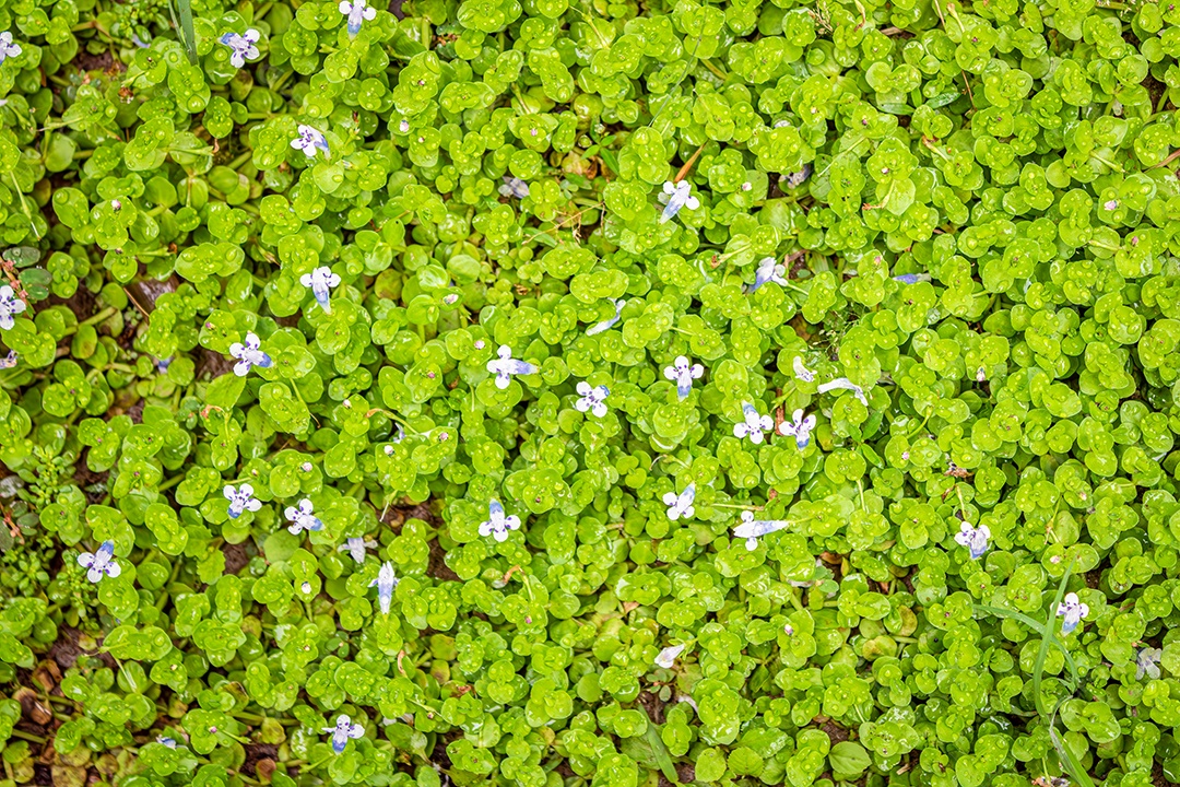 Dicotiledonea, planta com pequenas folhas verdes e pequenas flores de tom azulado claro. Vista do topo.