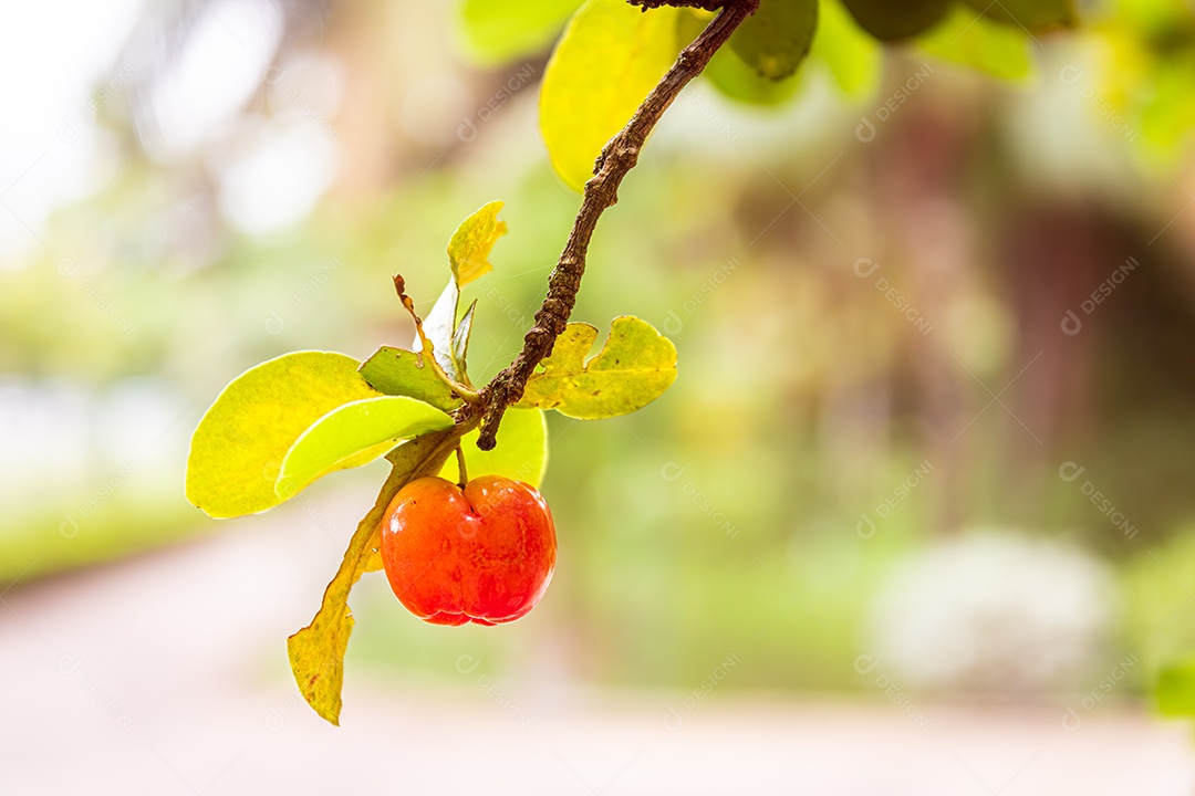 Pitanga, fruta alaranjada, com muita vitamina C, que dá um excelente suco. Nativa da Mata Atlântica brasileira. Várias frutas.