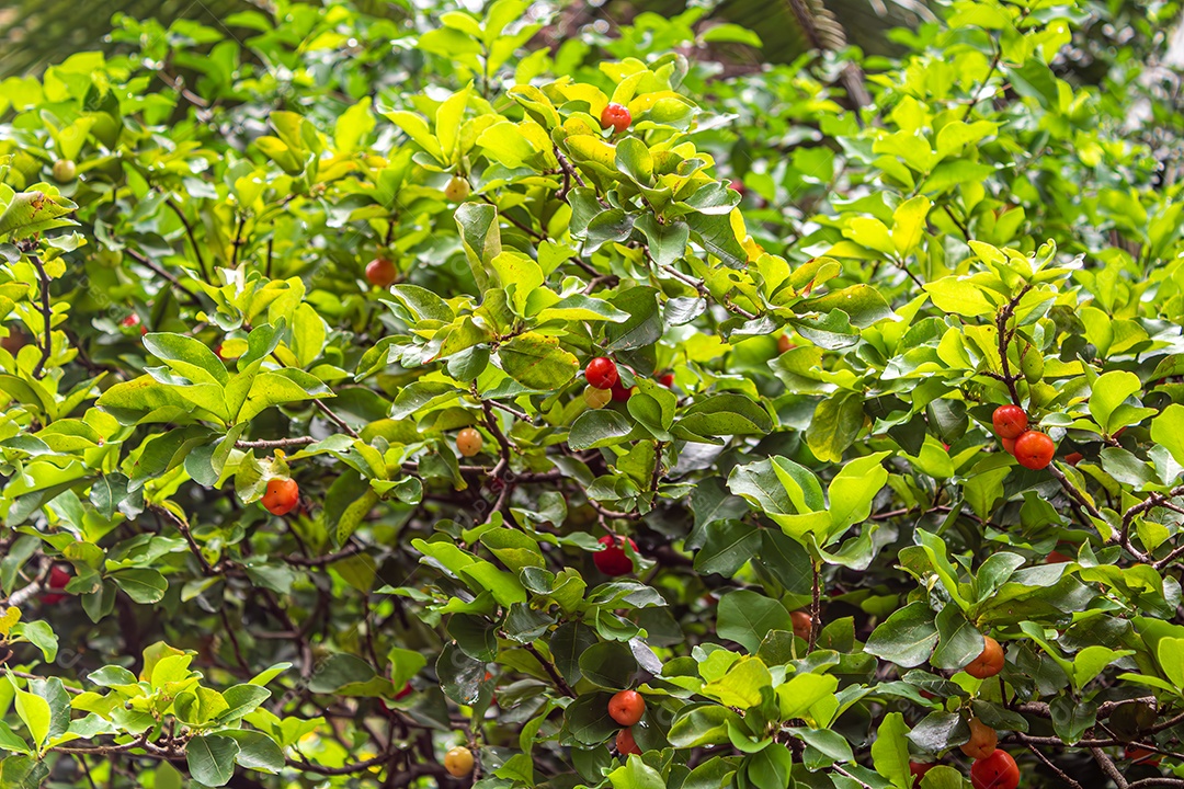 Pitanga, fruta alaranjada, com muita vitamina C, que dá um excelente suco. Nativa da Mata Atlântica brasileira. Várias frutas.