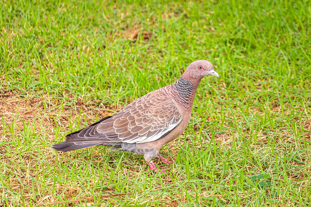Pombo marrom, branco e preto com olhos pretos, azuis e laranja. Caminhando na grama verde.