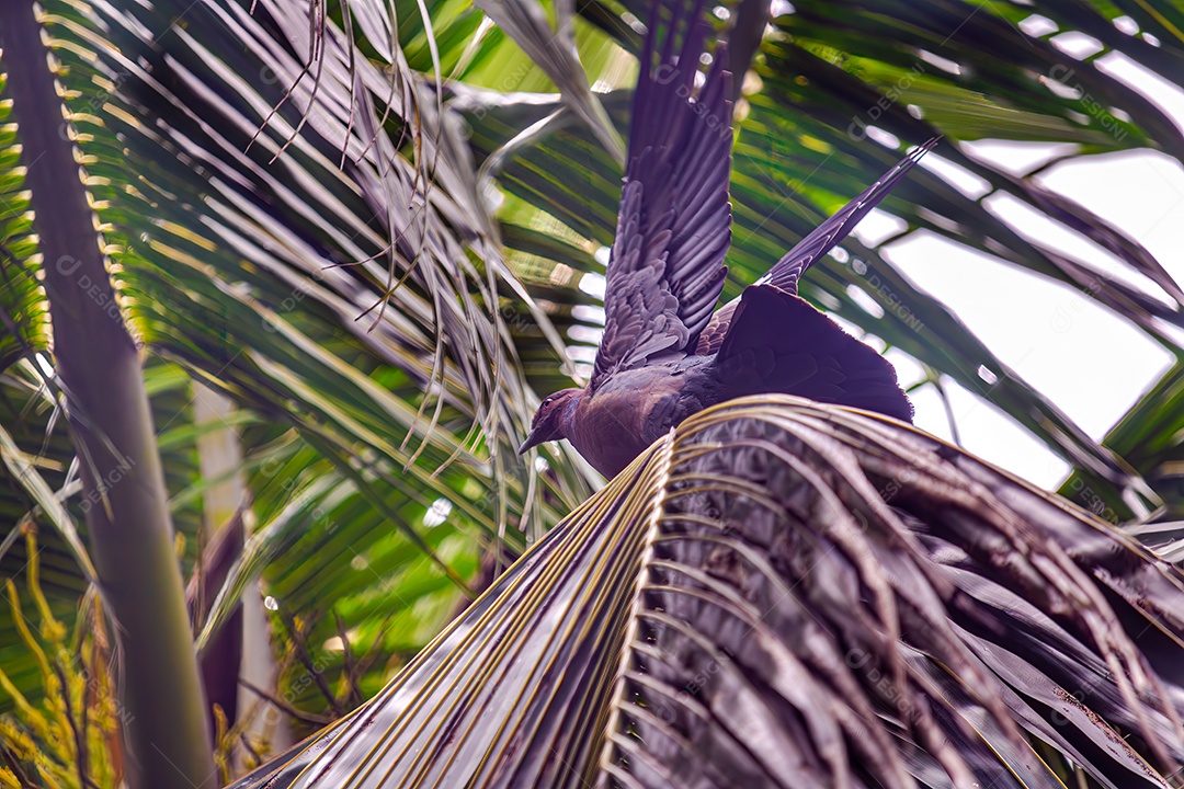 Pombo marrom, branco e preto com olhos pretos, azuis e laranja. Empoleirado em um coqueiro com asas abertas.