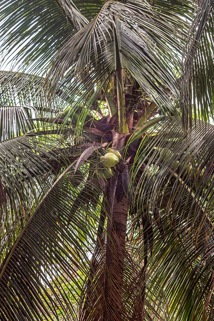 Grande coqueiro com grandes cocos verdes prontos para serem colhidos.