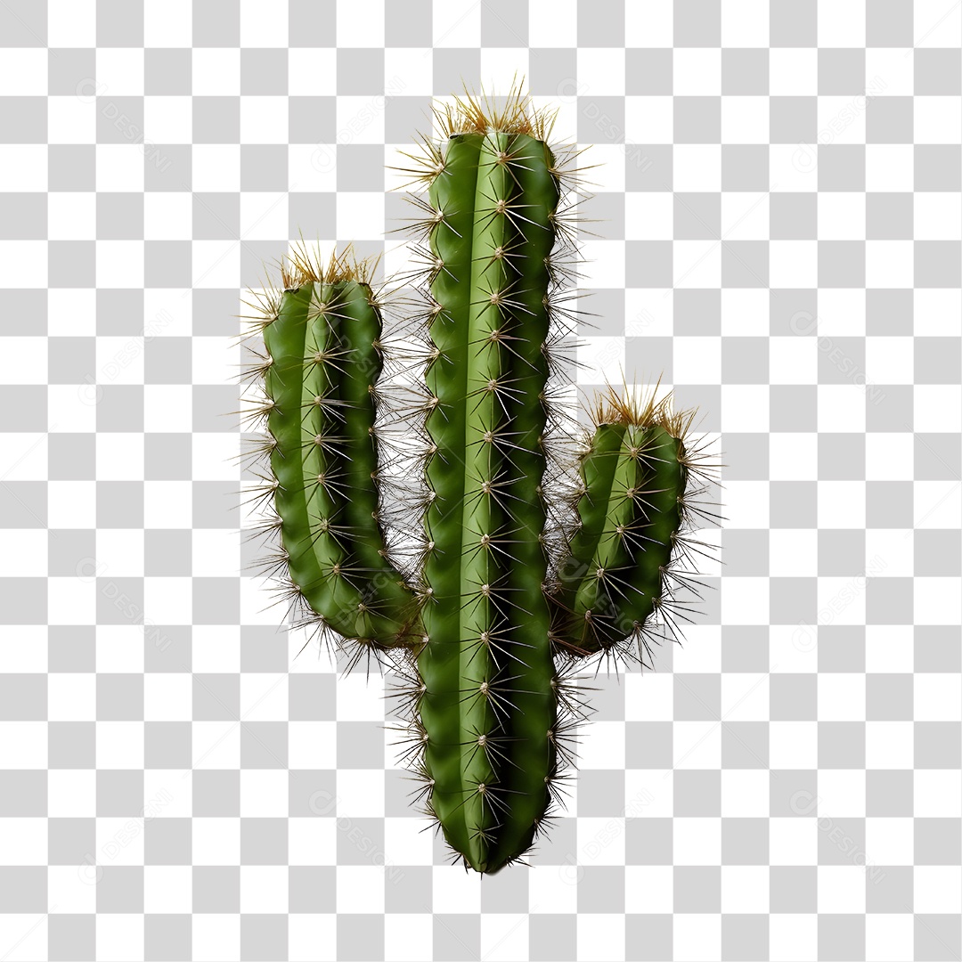 Elemento 3D Cacto Verde De São João Para Composição PNG Transparente