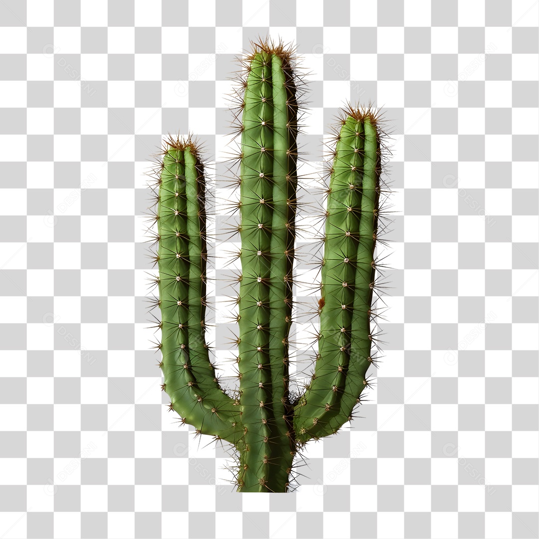 Elemento 3D Cacto Verde De São João Para Composição PNG Transparente