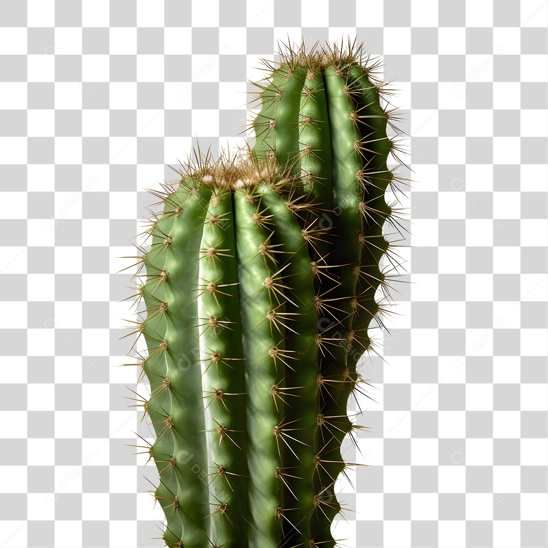Elemento 3D Cacto Verde De São João Para Composição PNG Transparente