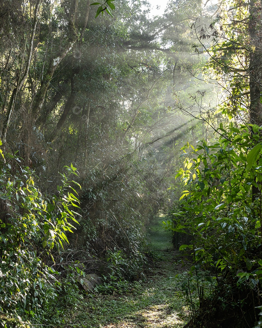 Caminho para a floresta no sul do Brasil ao nascer do sol