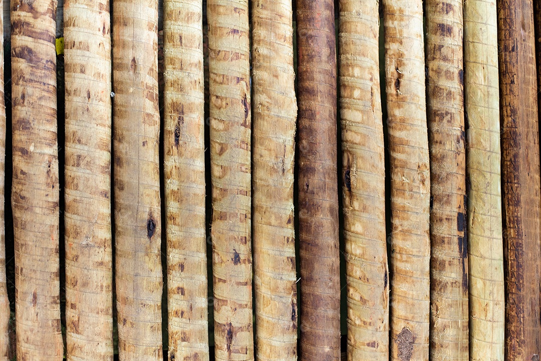 Textura troncos de madeira