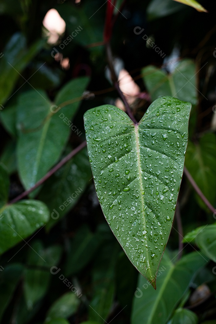 Detalhes de uma folha de planta com gotas de água