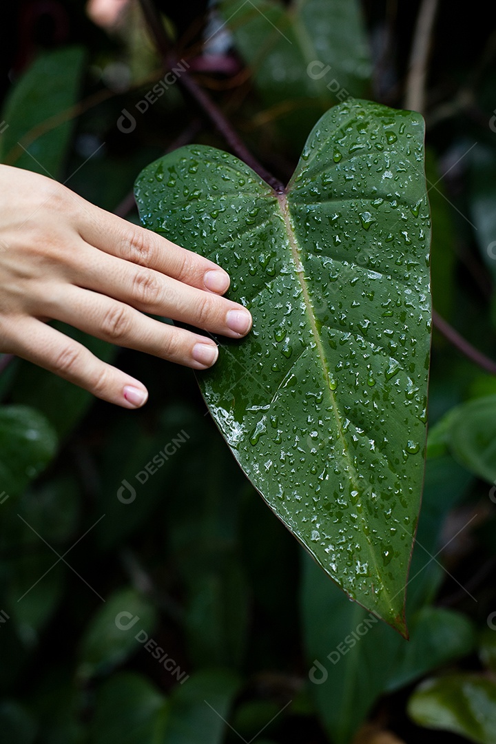 Detalhes de uma folha de planta com gotas de água