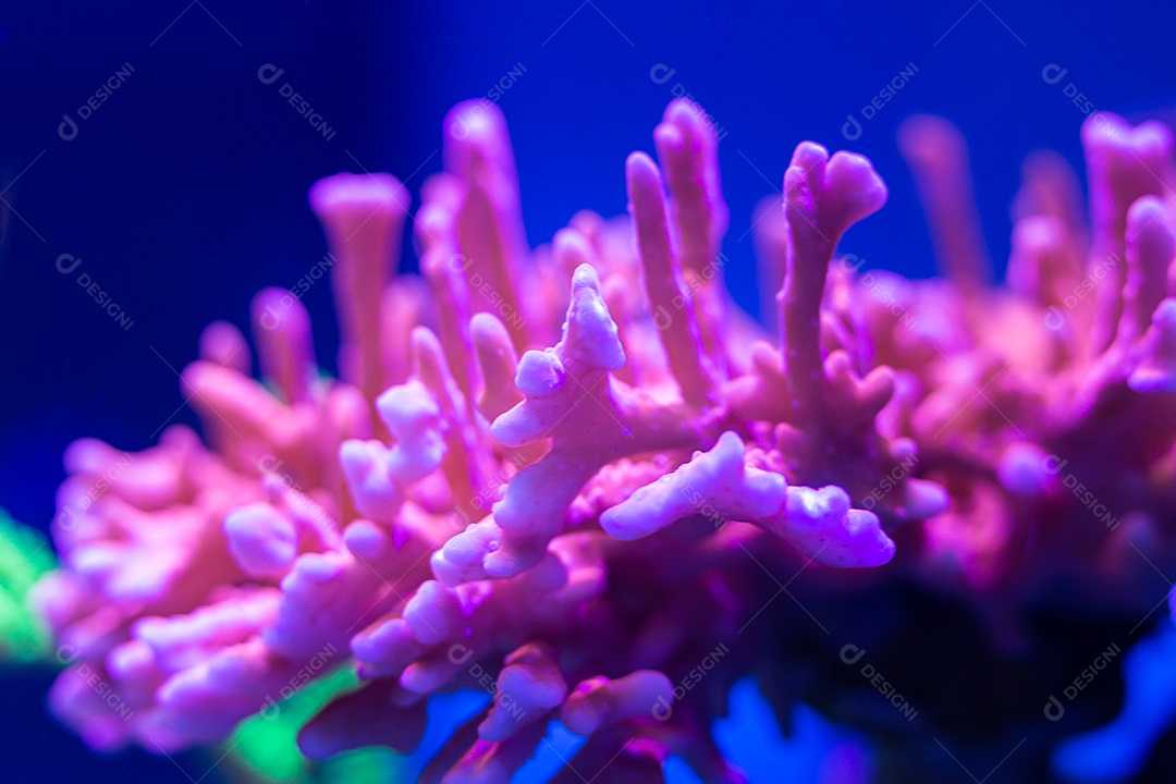 Montipora Setosa e Acropora Yonguei no aquário de corais