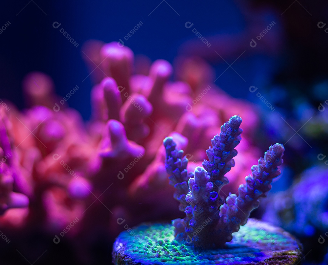 Coral acropora azul com montipora setosa ao fundo, tudo em um aquário de recife de coral.