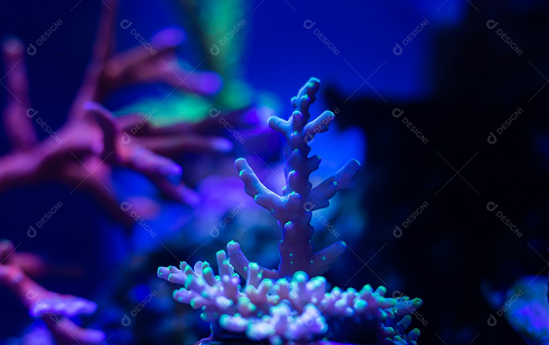 Coral Acropora - Pontas verdes roxas - Aquário de recife